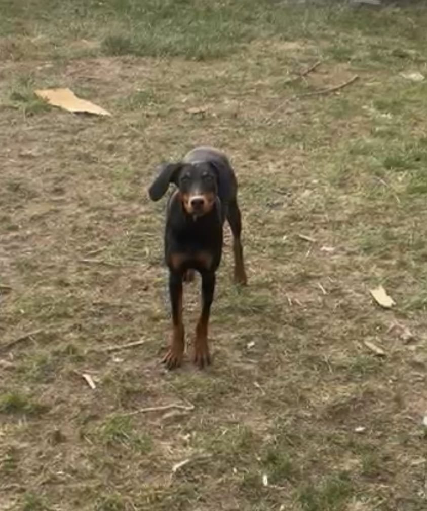 Doberman Female image 2