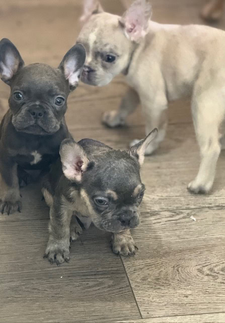 Frenchie Puppies image 2