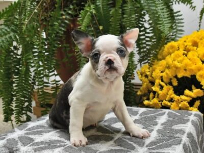 Lolly the Boston Puppy