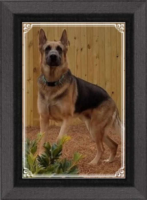 German Shepherd puppies image 8