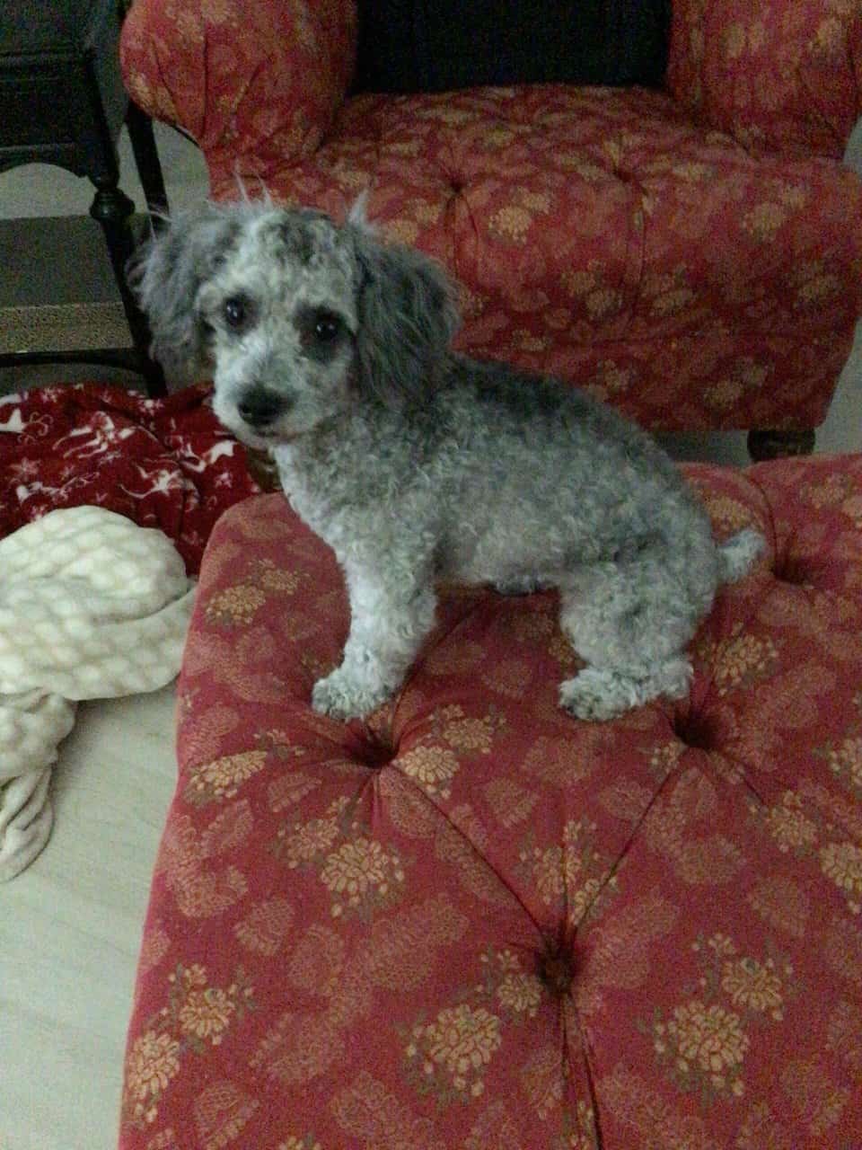 Pretty Poodle image 1