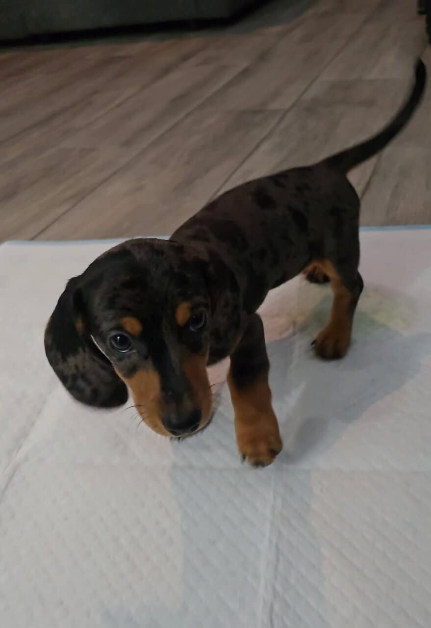 Mini dachshund for sale image 5