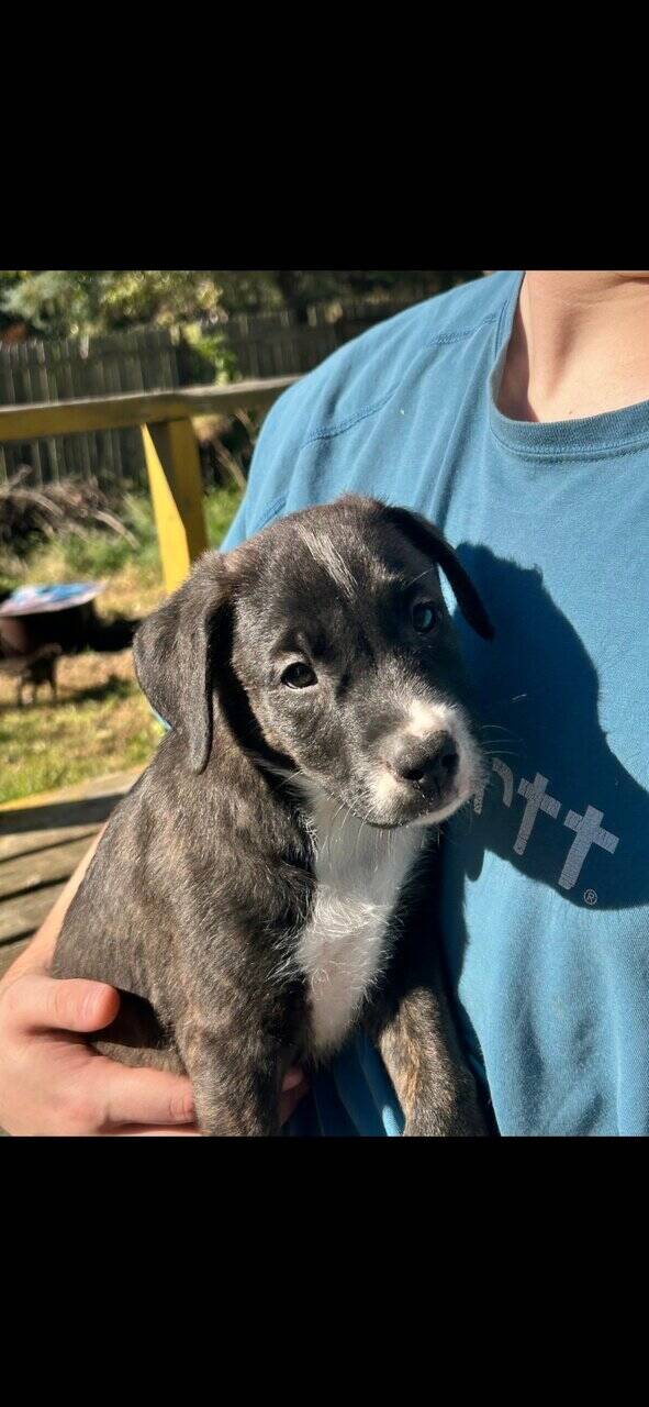 Mixed puppies image 1