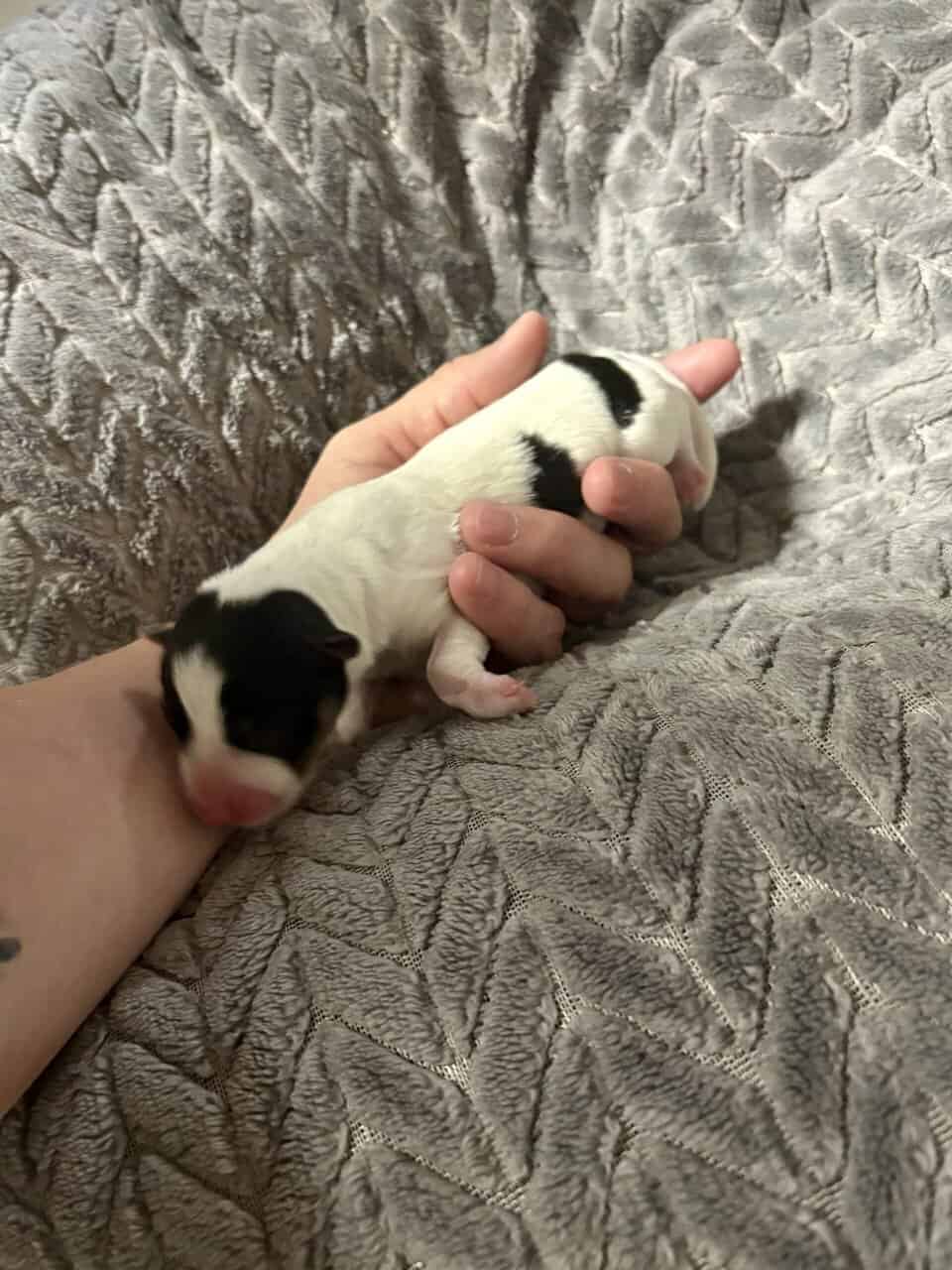 Rat terrier pups image 2