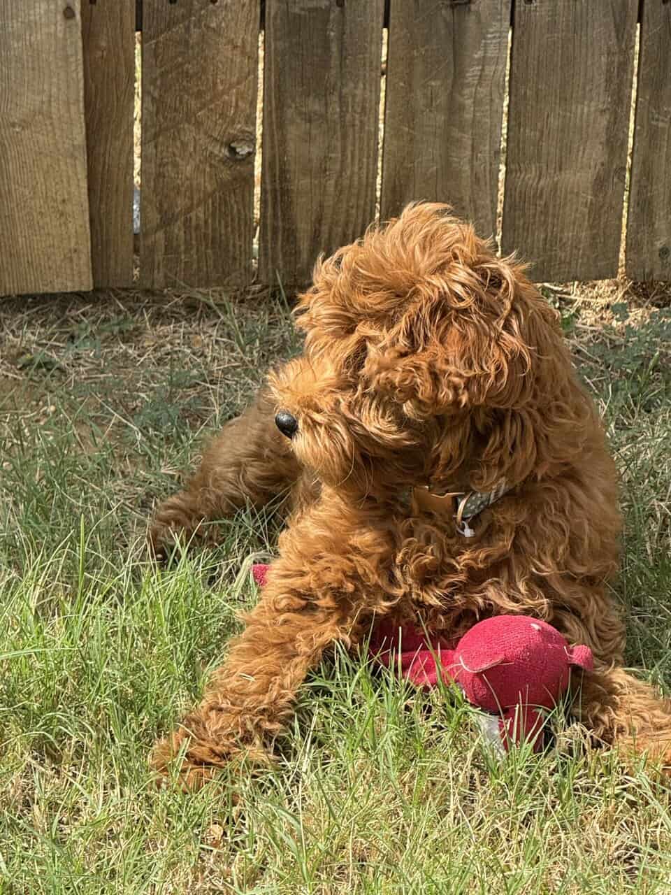 Goldendoodle Puppy image 6