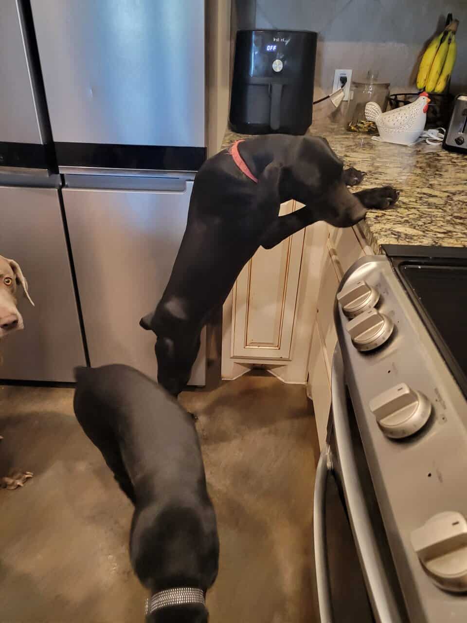 GSP/ Weimaraner mix image 3