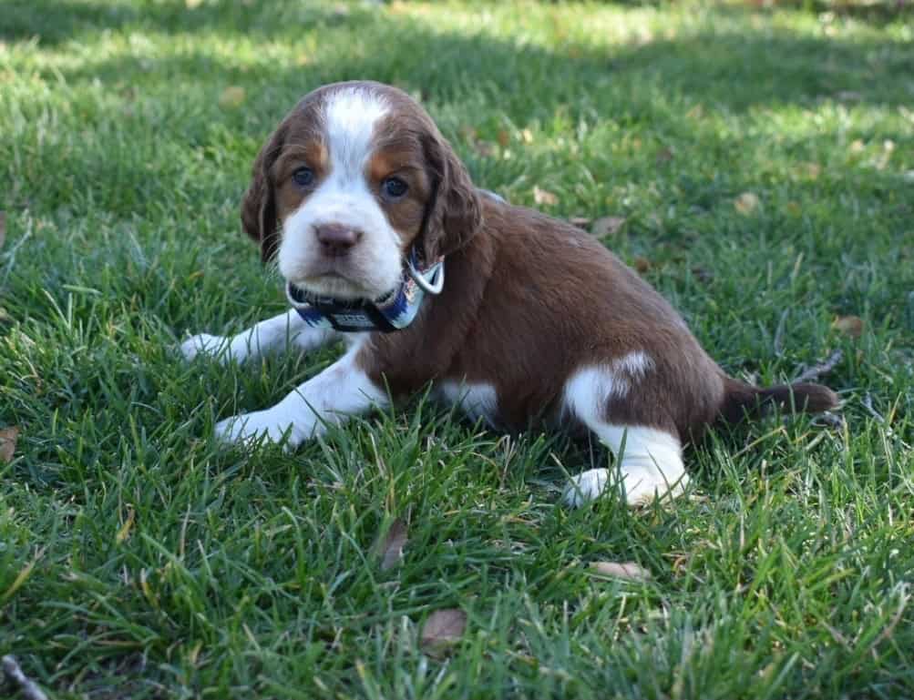 English Springer Spaniels image 2