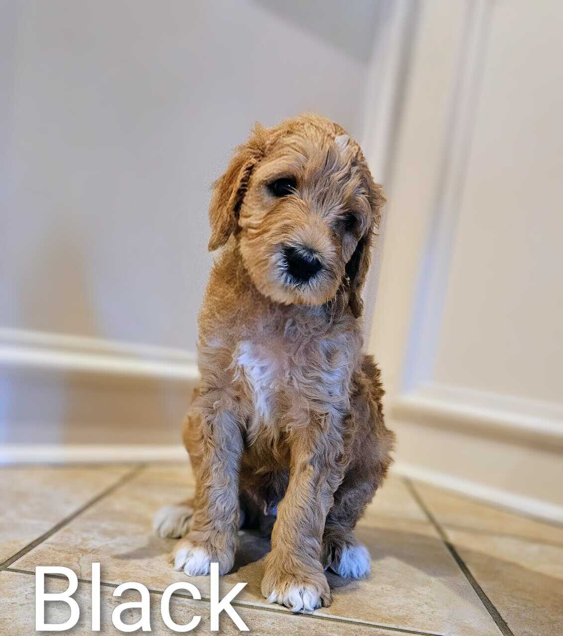 Goldendoodle Puppies image 4