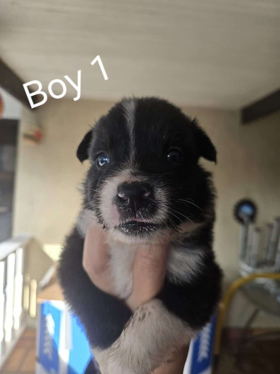 Beautiful Purebred Border Collie Puppies –orlando image 1