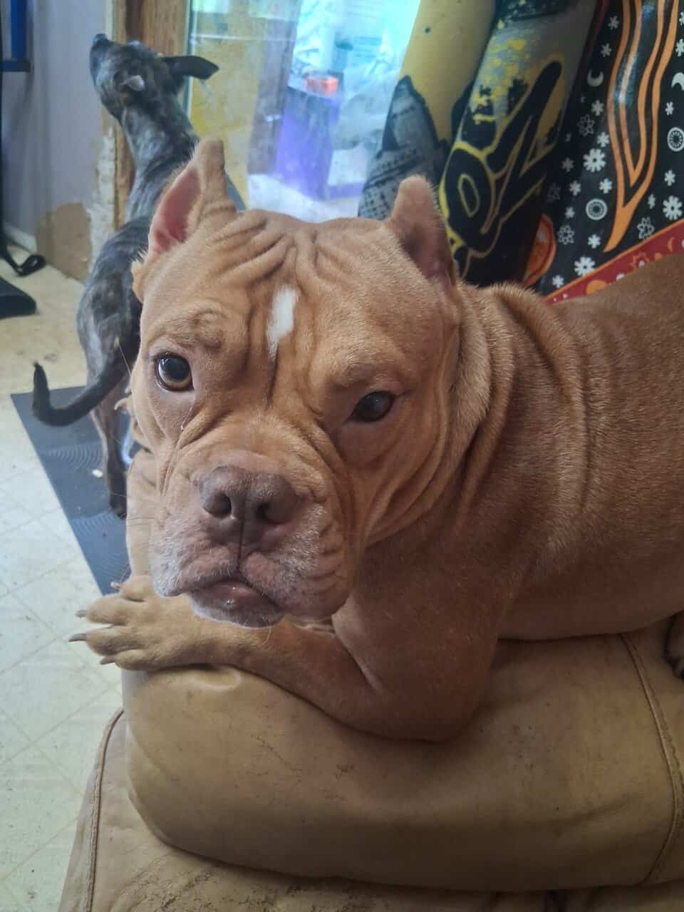 FREE Pocket pitbull female 1yr old image 1