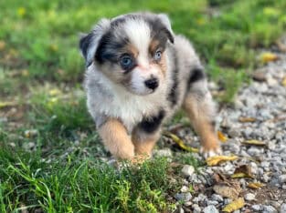 Adorable Toy Aussie Puppies Available Now