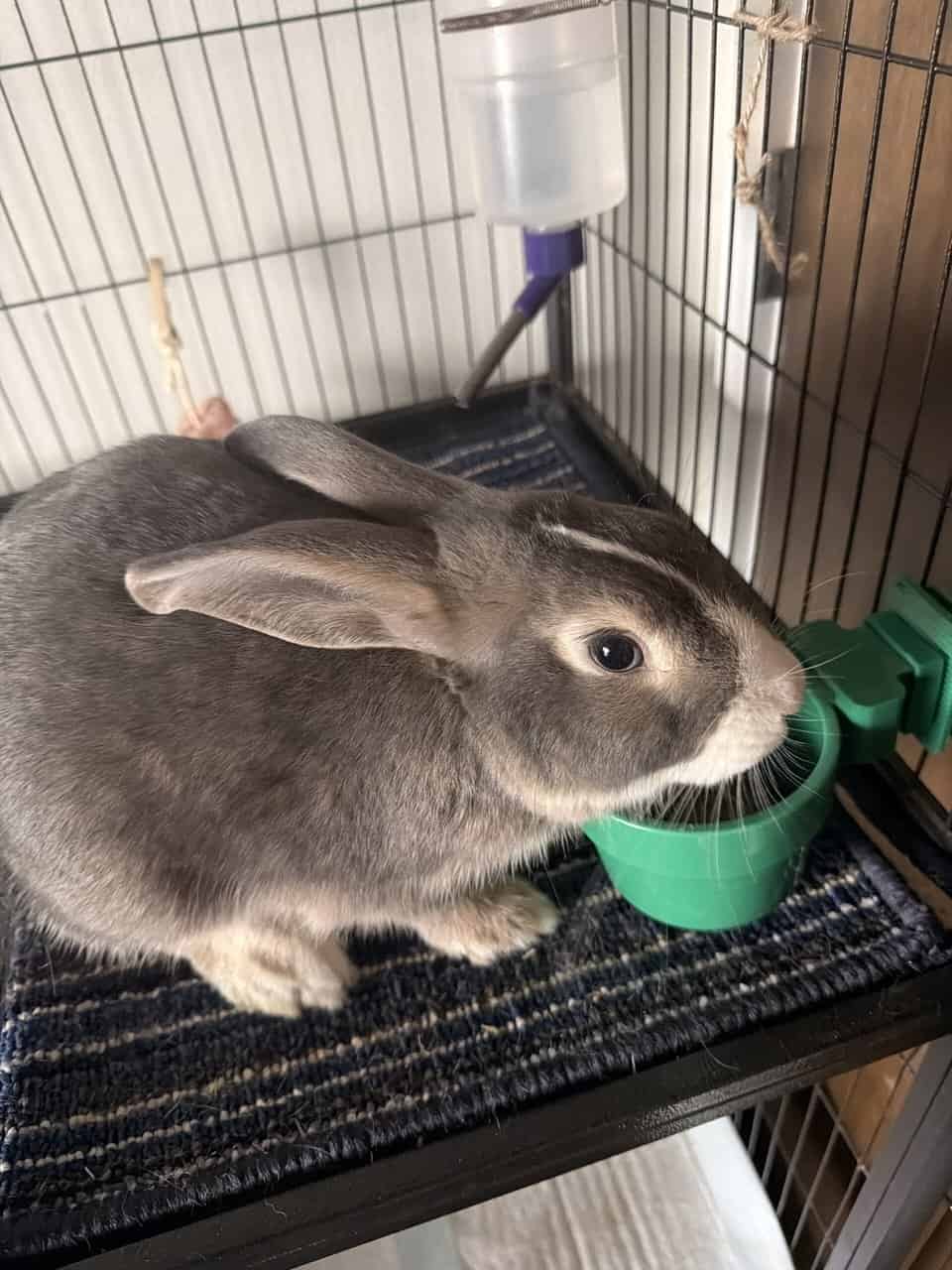 Rehoming Cuddly Bunny!! image 3