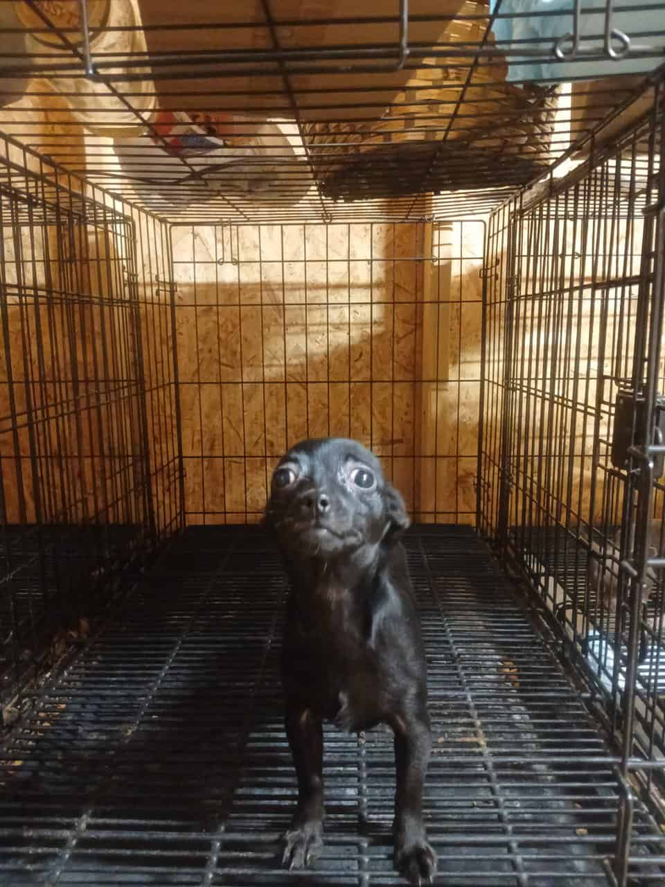 Pure Bred Chihuahuas image 4
