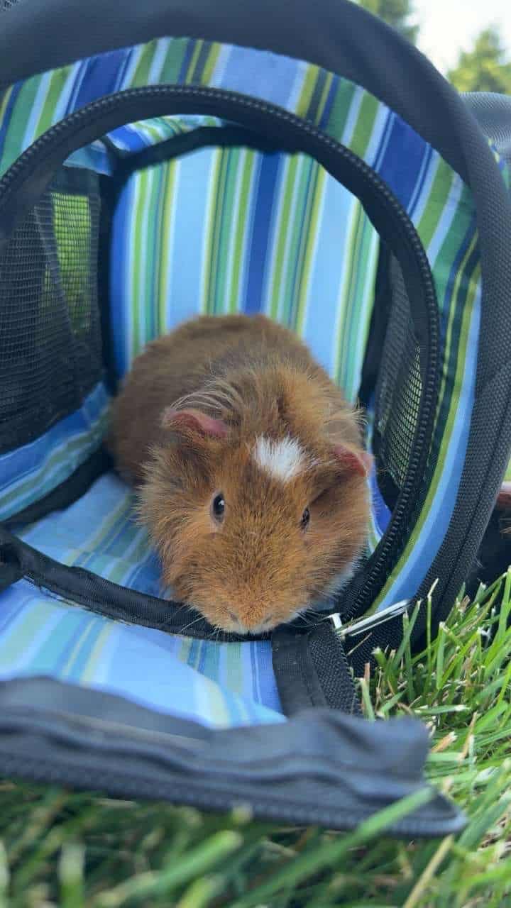 Two male bonded guinea pigs image 3