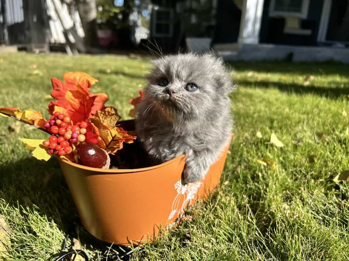Scottish folds image 3