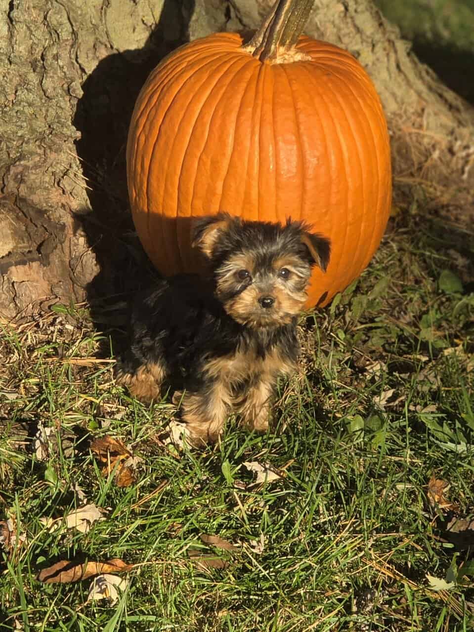 Yorkshire Terrier puppies for sale in Michigan image 2
