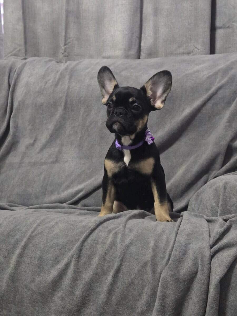 AKC French bulldog puppies (females) image 1