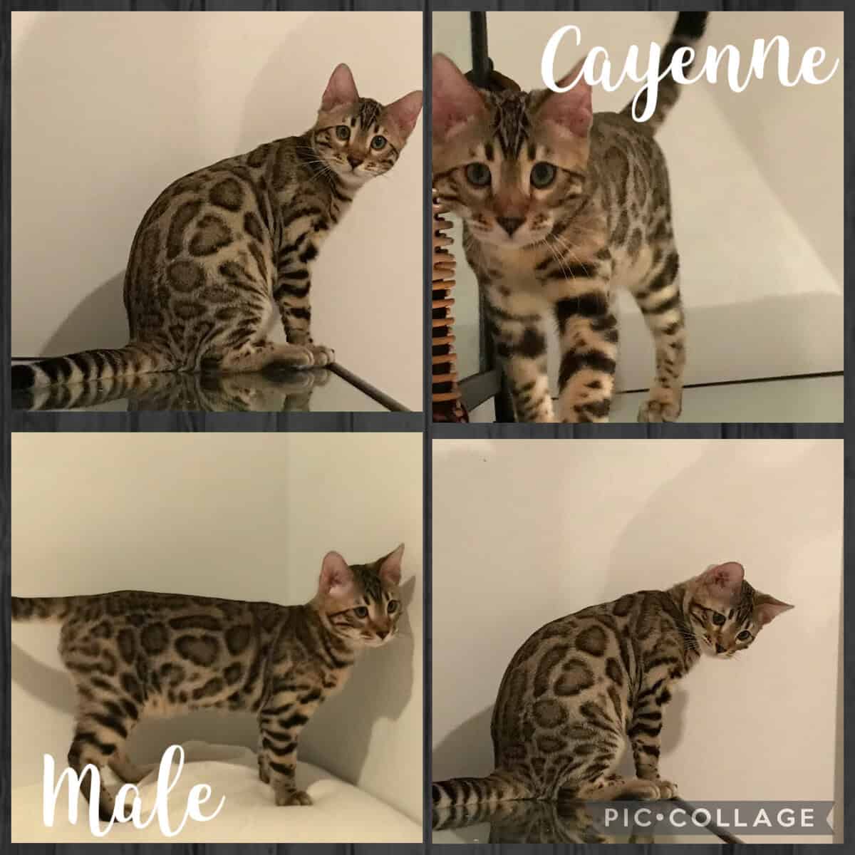 Bengal kittens image 1