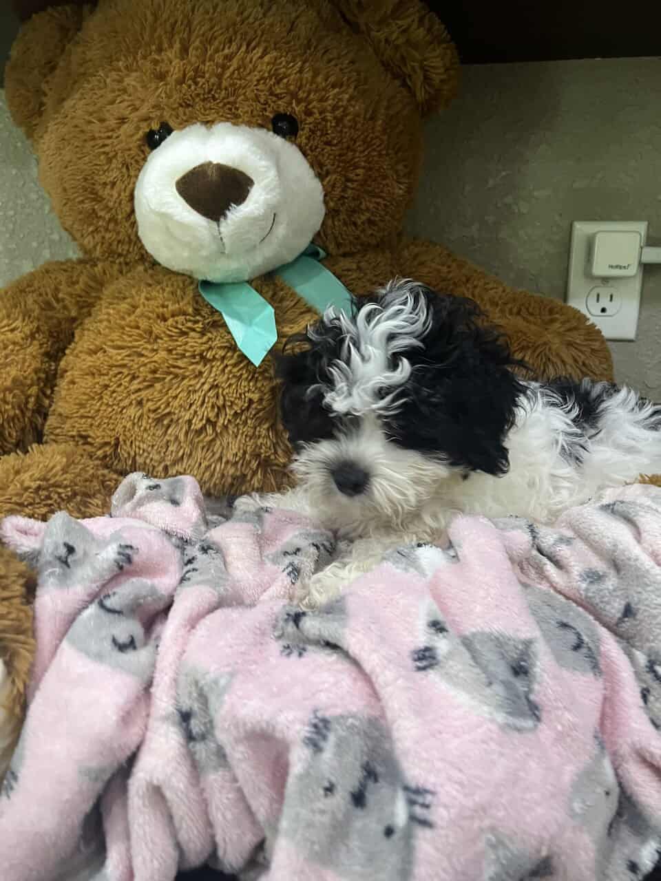Maltipoo babies . Non shed image 8
