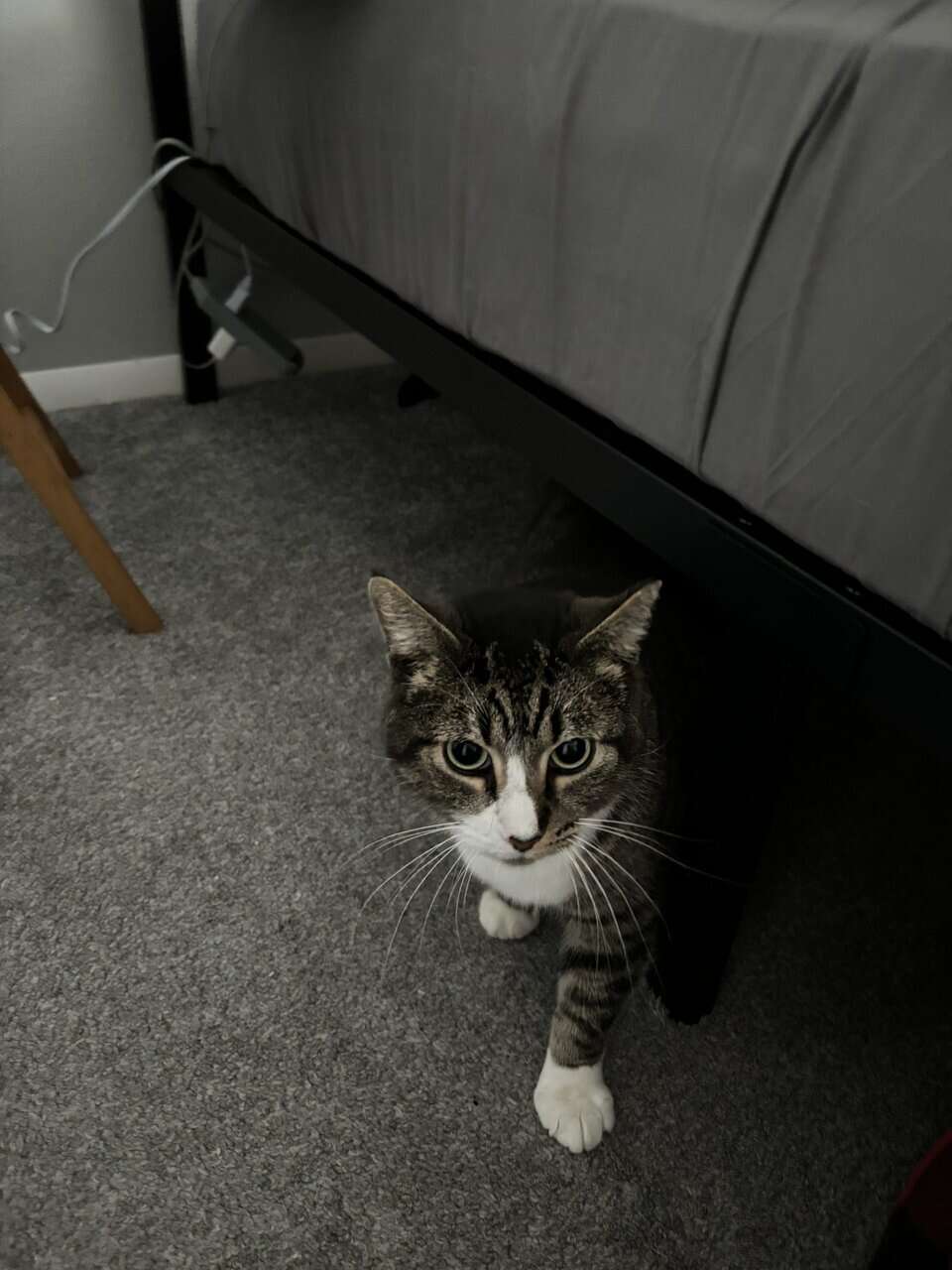 Male Feline - White Socks image 1