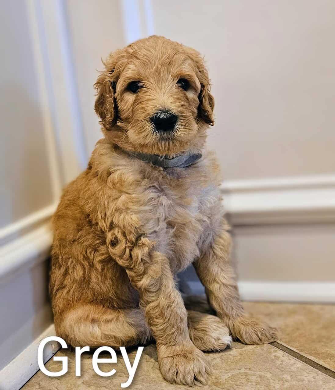 Goldendoodle Puppies image 2