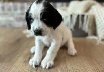 AKC ENGLISH SPRINGER SPANIEL