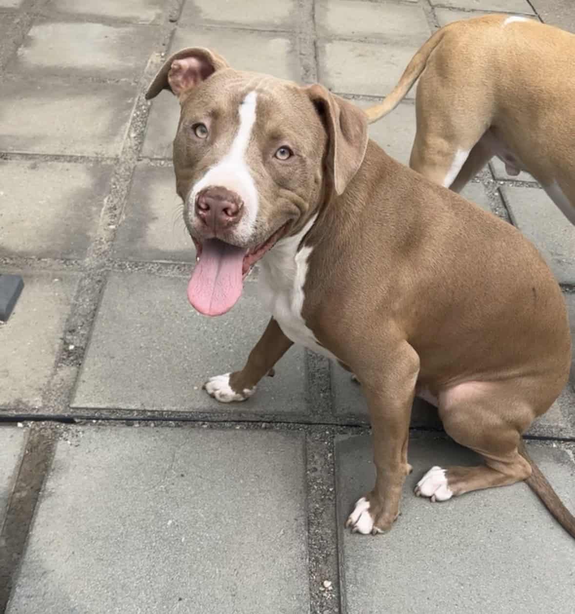 10 month old puppy image 4