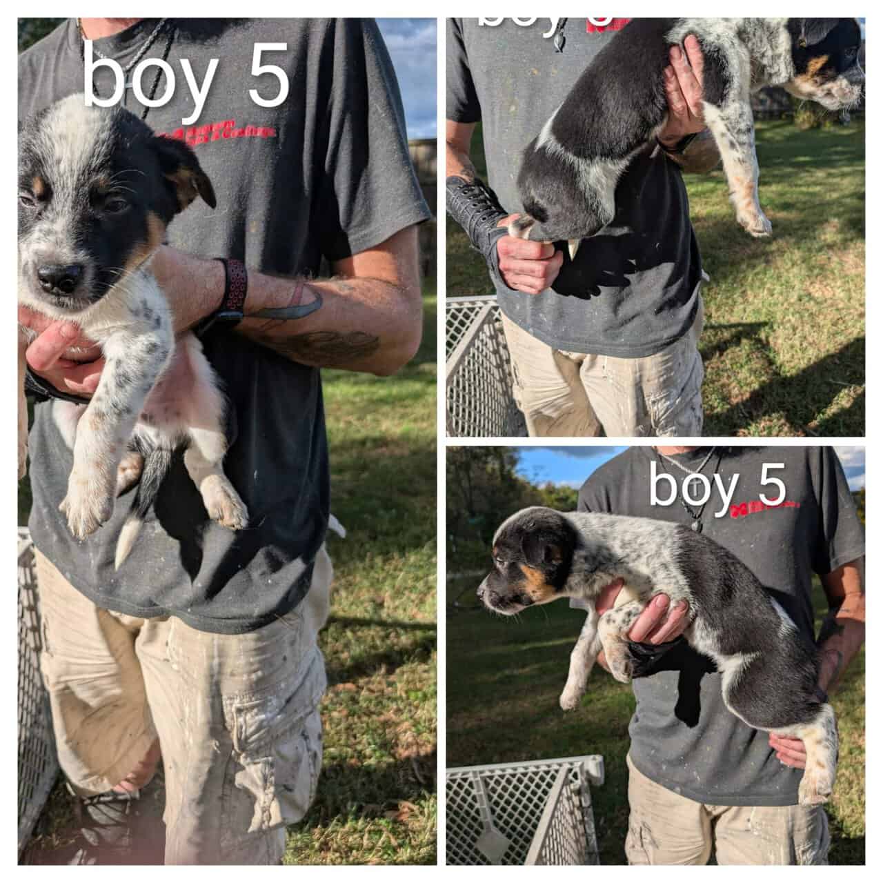 Texas heeler puppies image 6
