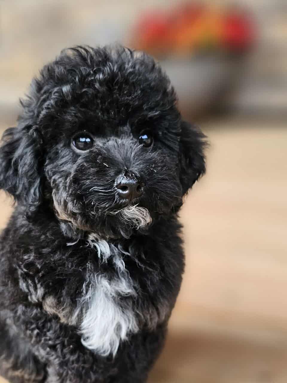 Mini Multigen Goldendoodle Puppy- Male image 2
