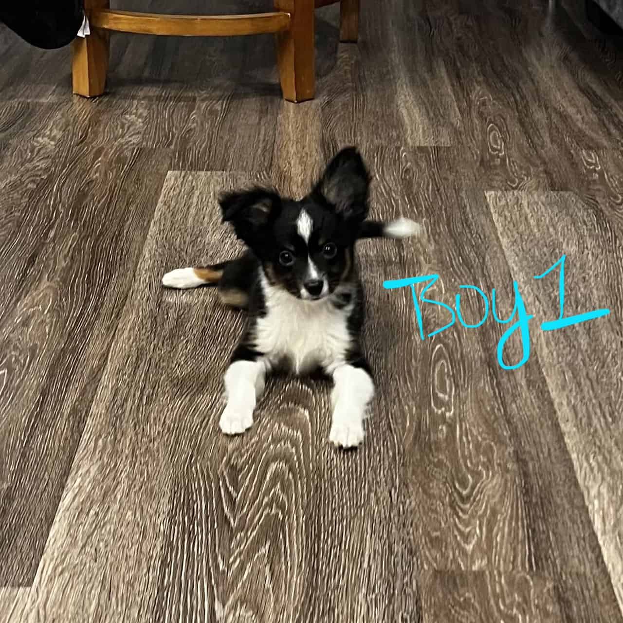 Toy Aussie Chihuahua puppies image 3