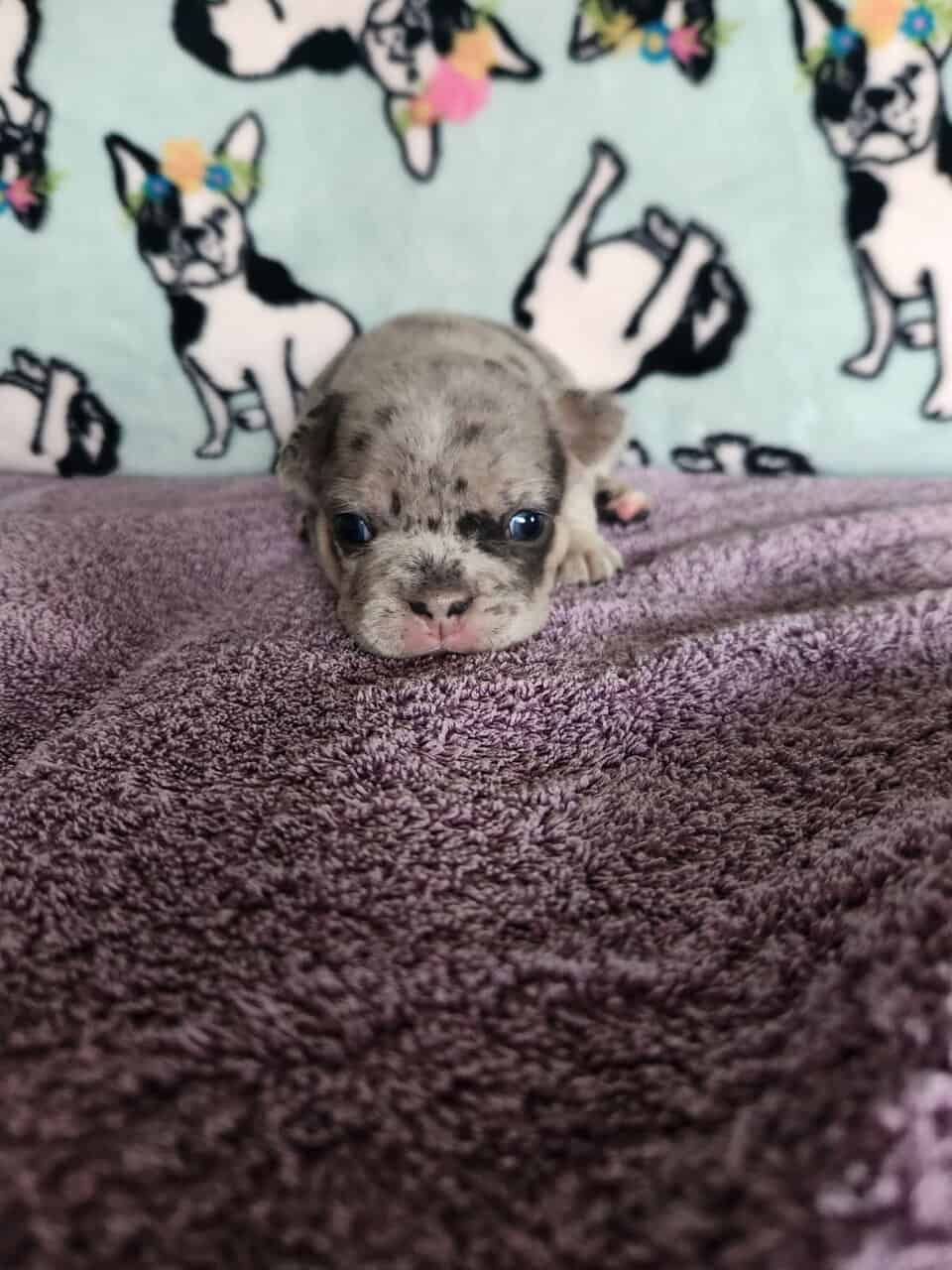 French Bulldog Puppies image 2