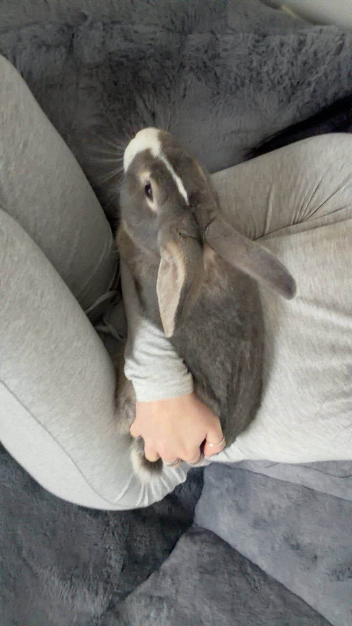 Rehoming Cuddly Bunny!! image 5