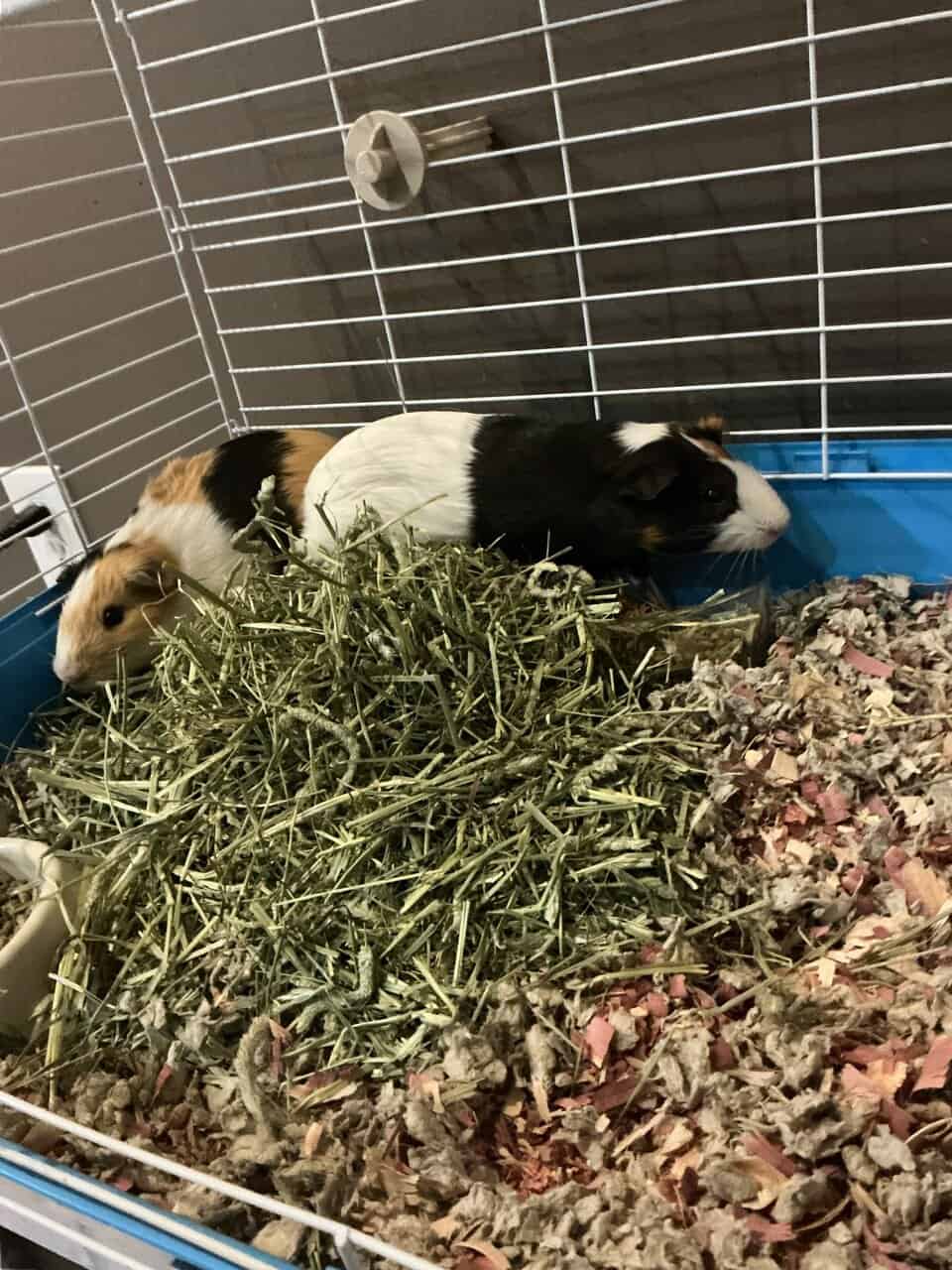 2 Male Guineas Pigs~ Cage + Full Setup image 3