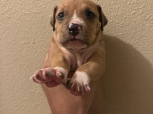 Blue nose pit puppies