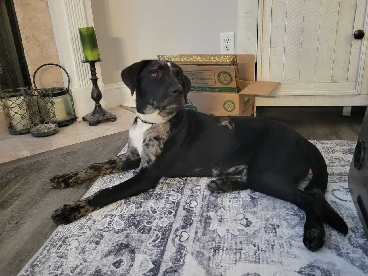 10 month Old Catahoula Leopard Mix image 2