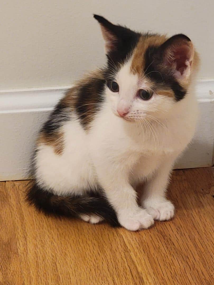 Nice Kittens image 11