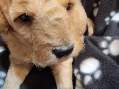Mini Goldendoodle- Female and Male