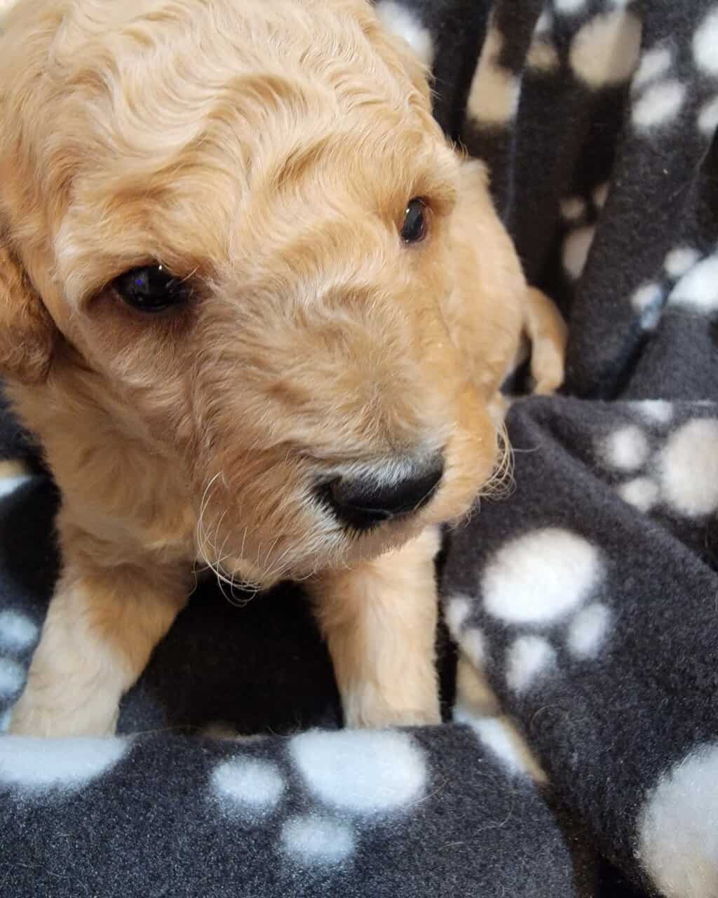 Mini Goldendoodle- Female and Male image 1