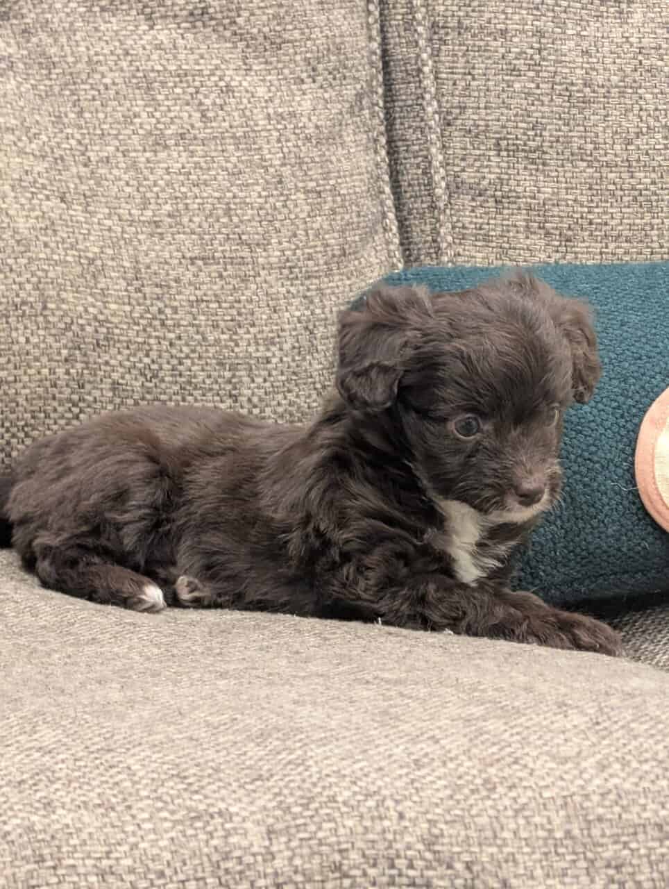 Miniature Aussiedoodles image 9