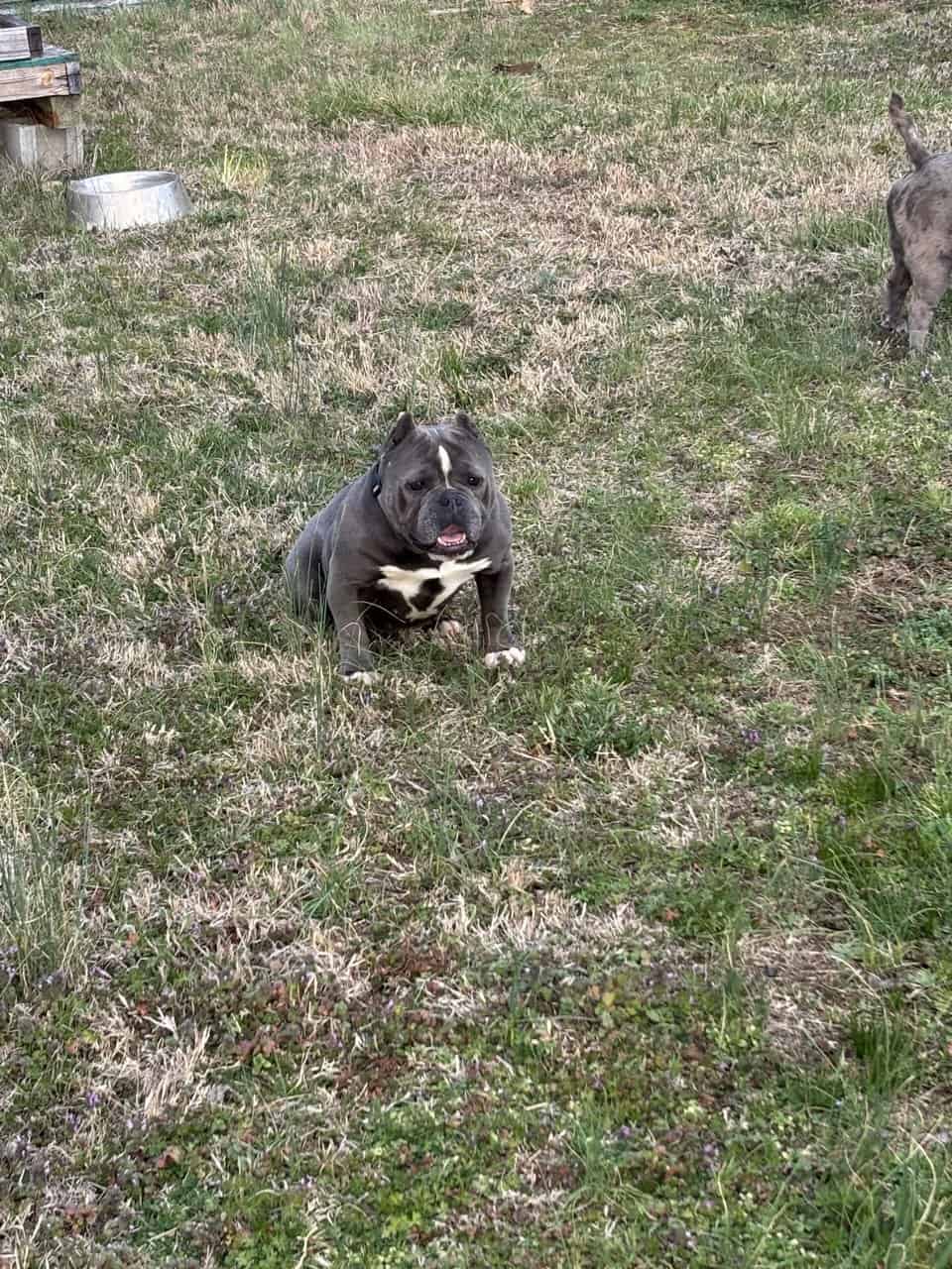 American Bullys image 7
