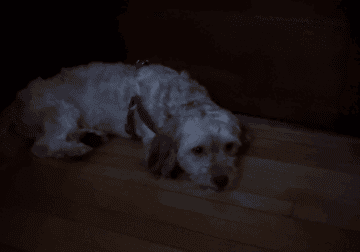 Puppy for sale a year old breed Havana