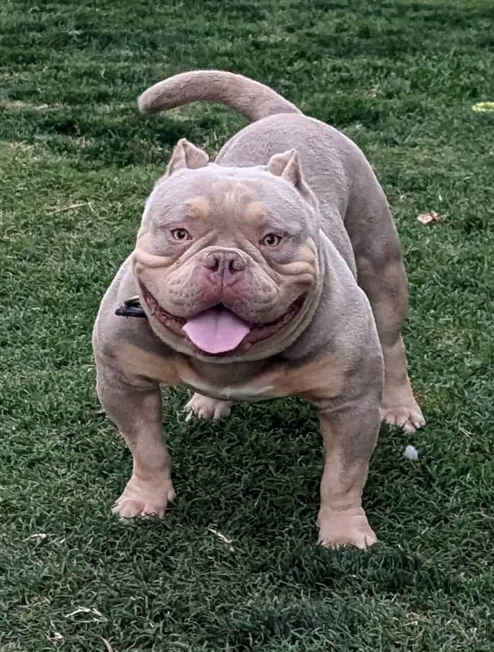 Bully male image 2