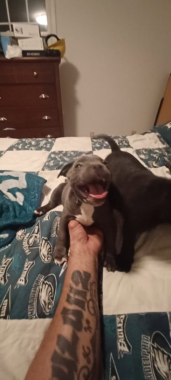 Staffordshire bull terrier pups image 14