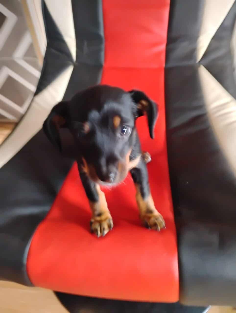 Lil 11 week old boy black and tan chiweenie image 1
