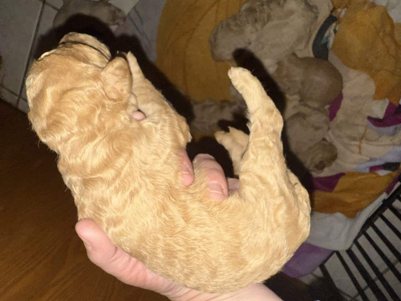Goldendoodle puppies image 9