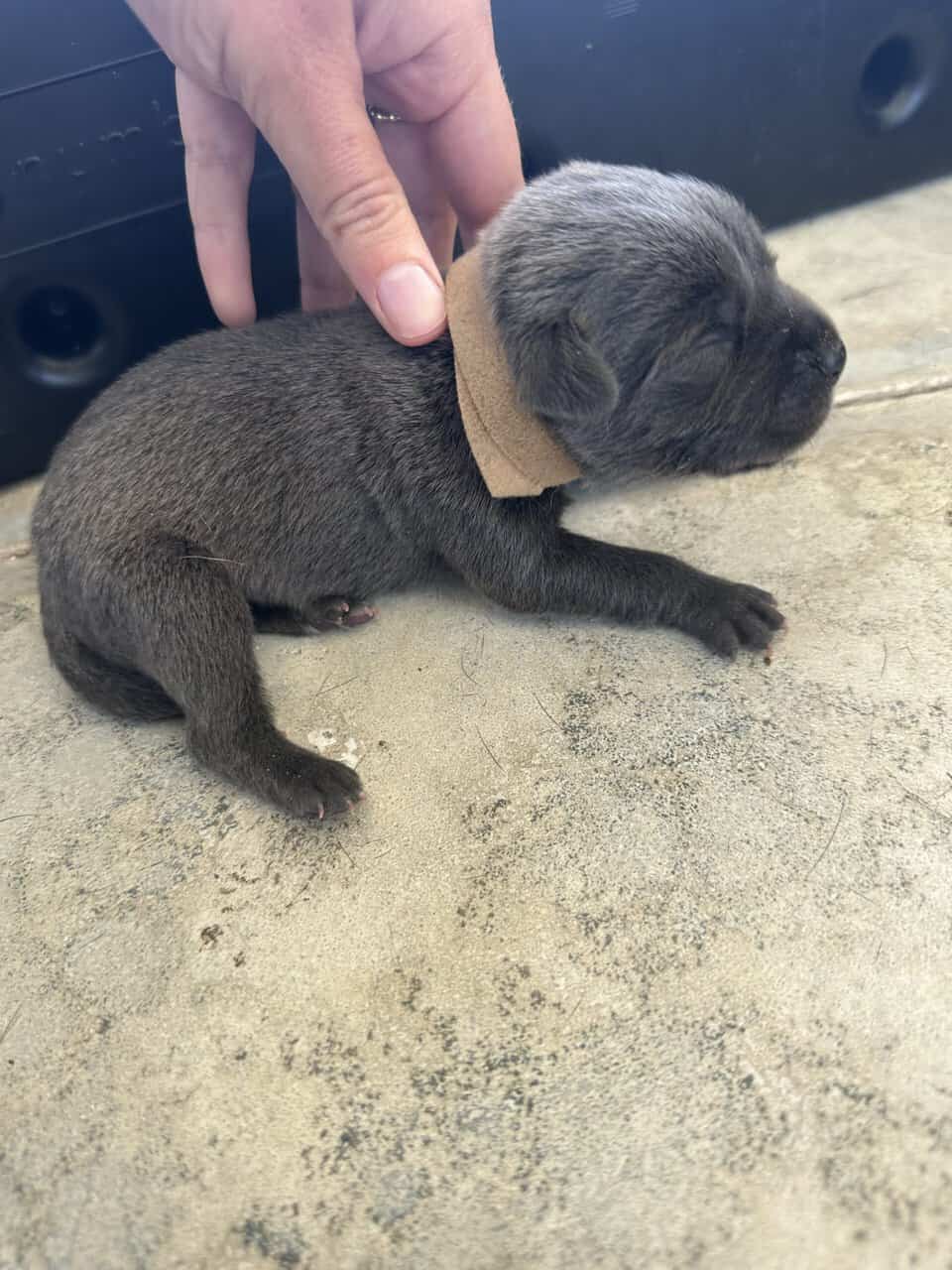 Cane Corso Mix image 9