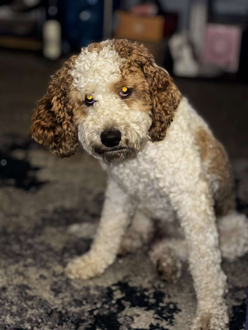 Golden Doodle Puppy image 2