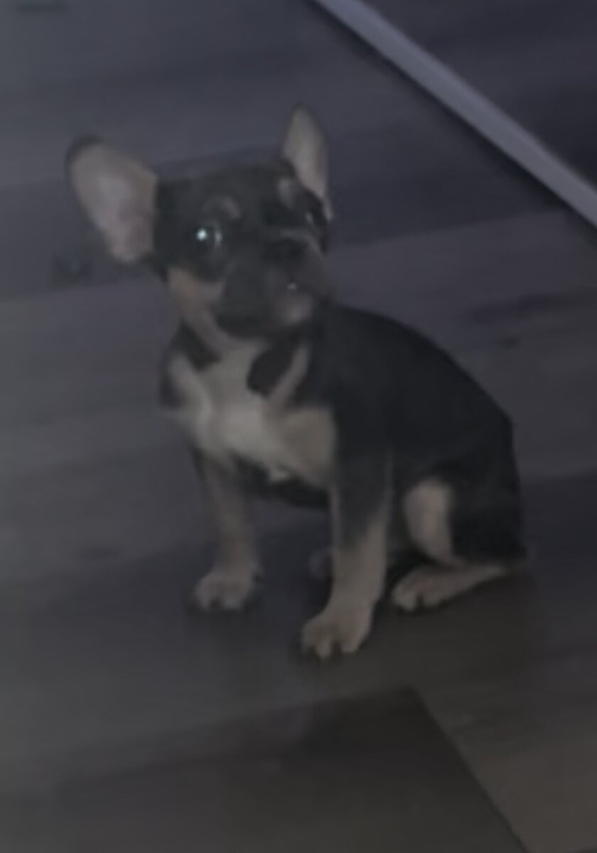Frenchie Puppies image 4