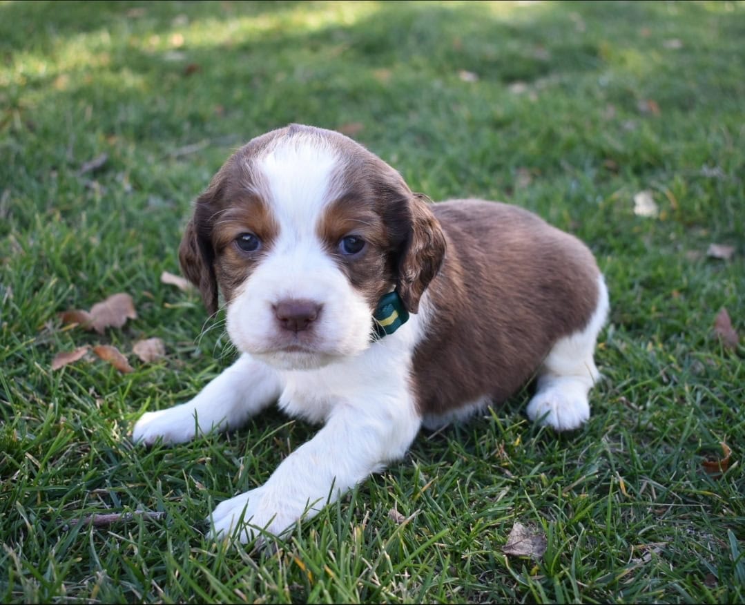 English Springer Spaniels image 9