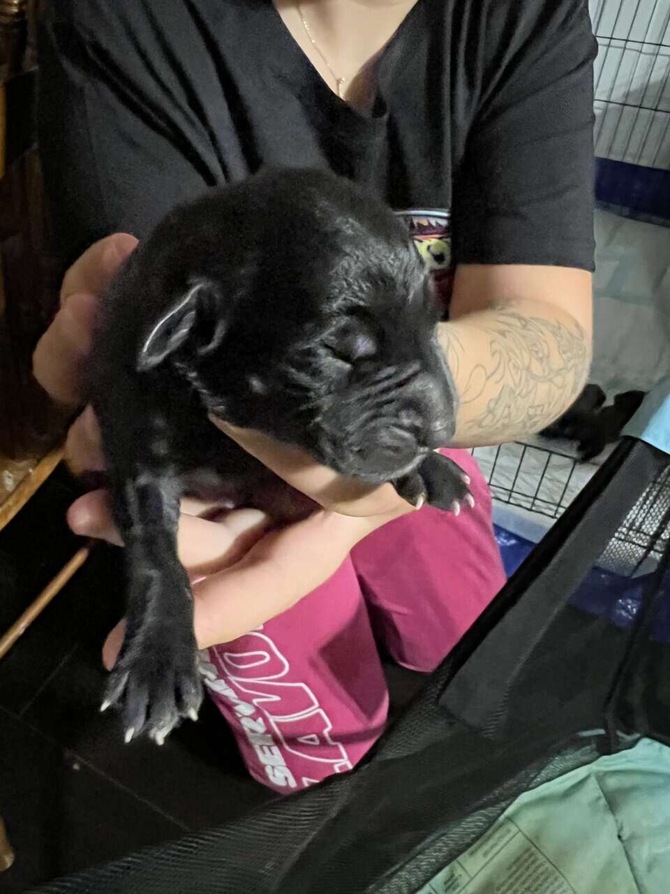 Legacy AKC English Mastiff Puppies—Brindle & Tan image 9
